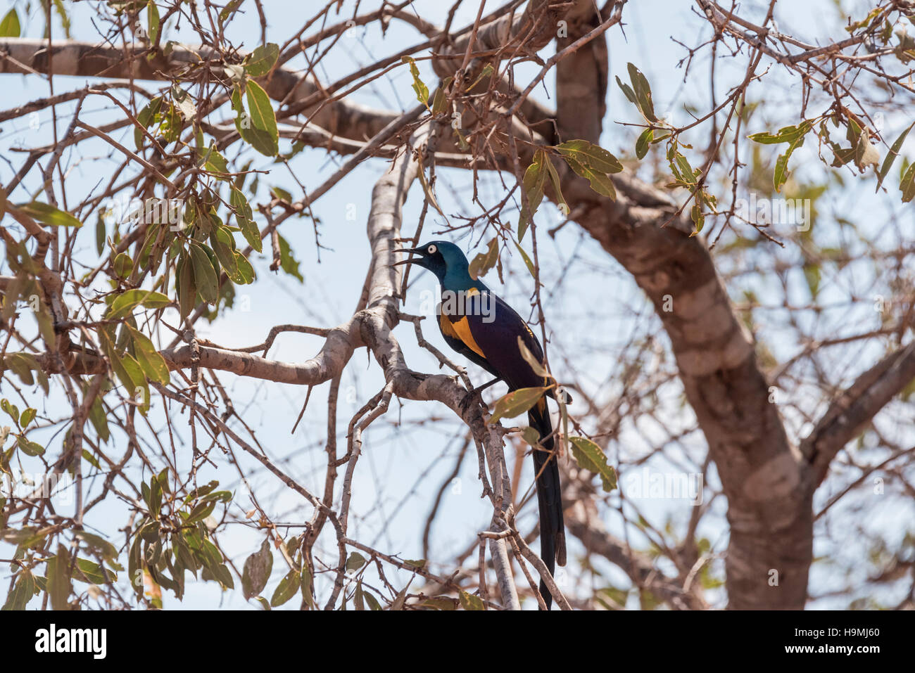 Un bellissimo uccello con atteggiamento, il Golden petto Starling appollaiato in un albero e la chiamata Foto Stock