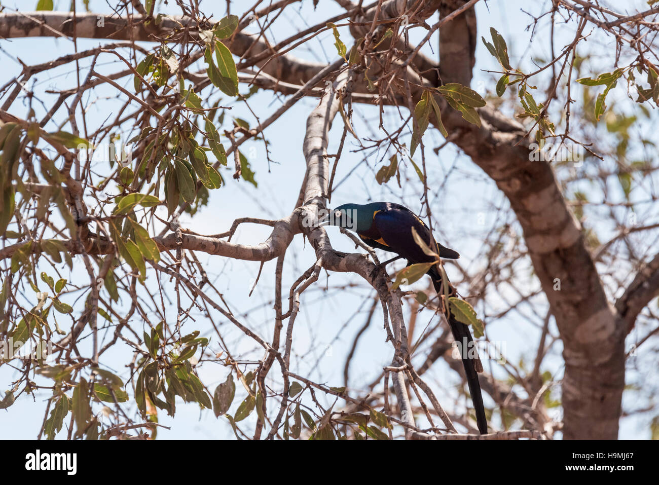 Un bellissimo uccello con atteggiamento, il Golden petto Starling appollaiato in un albero e la chiamata Foto Stock