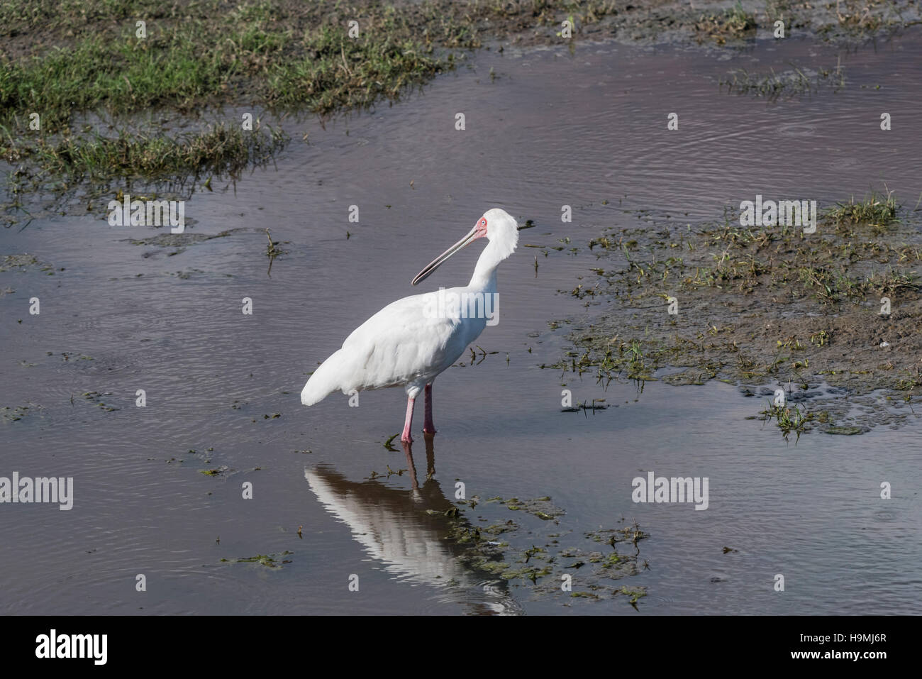 Una spatola in piedi nella palude di Amboseli, Kenya Foto Stock