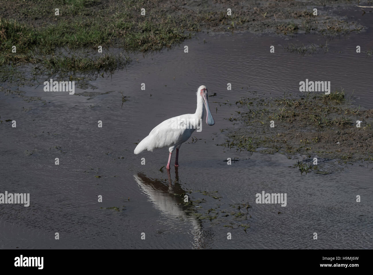 Una spatola in piedi nella palude di Amboseli, Kenya Foto Stock