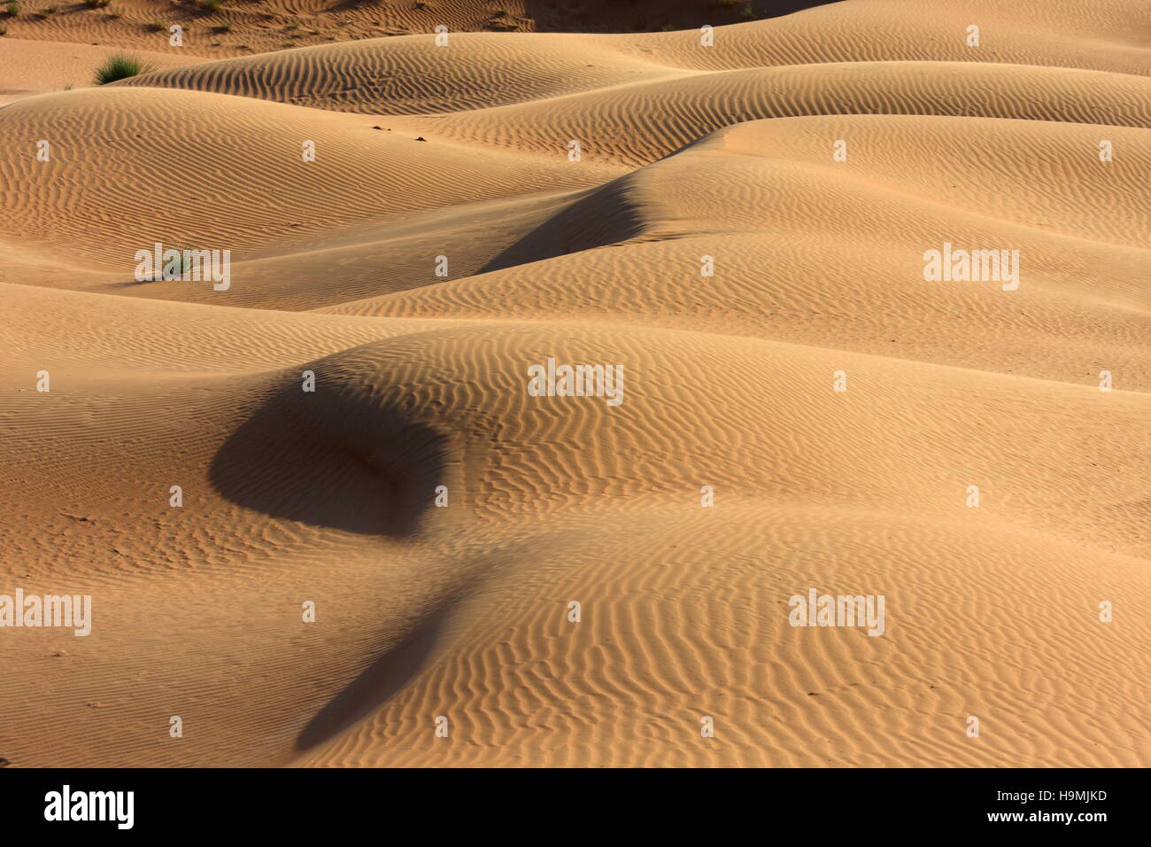 Le dune di sabbia, Abu Dhabi Emirato, Emirati Arabi Uniti. Foto Stock