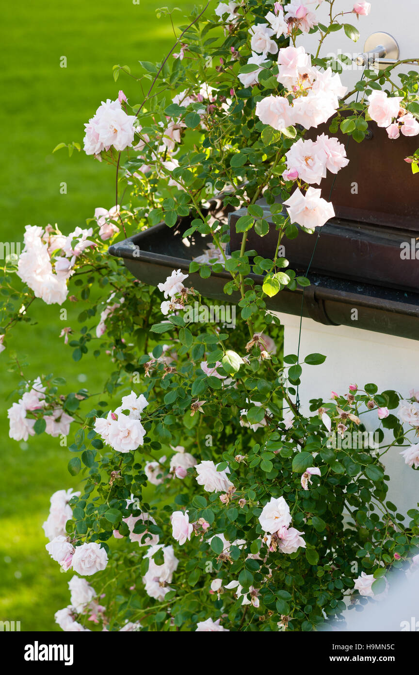 Rosa rose fiorite e gutterpipe nella motivazione della casa tedesca Foto Stock