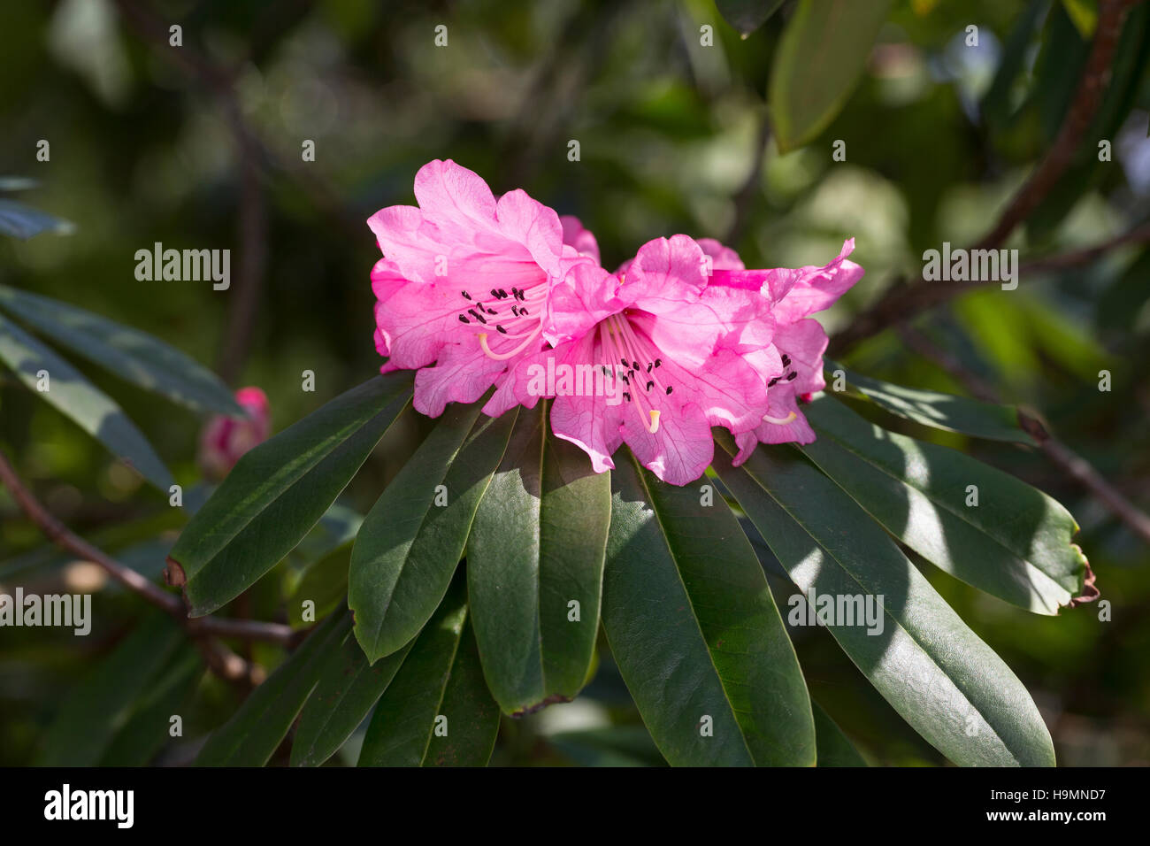 Rhododendron Wildart, rododendro anthosphaerum Foto Stock