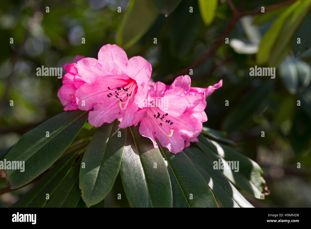 Rhododendron Wildart, rododendro anthosphaerum Foto Stock