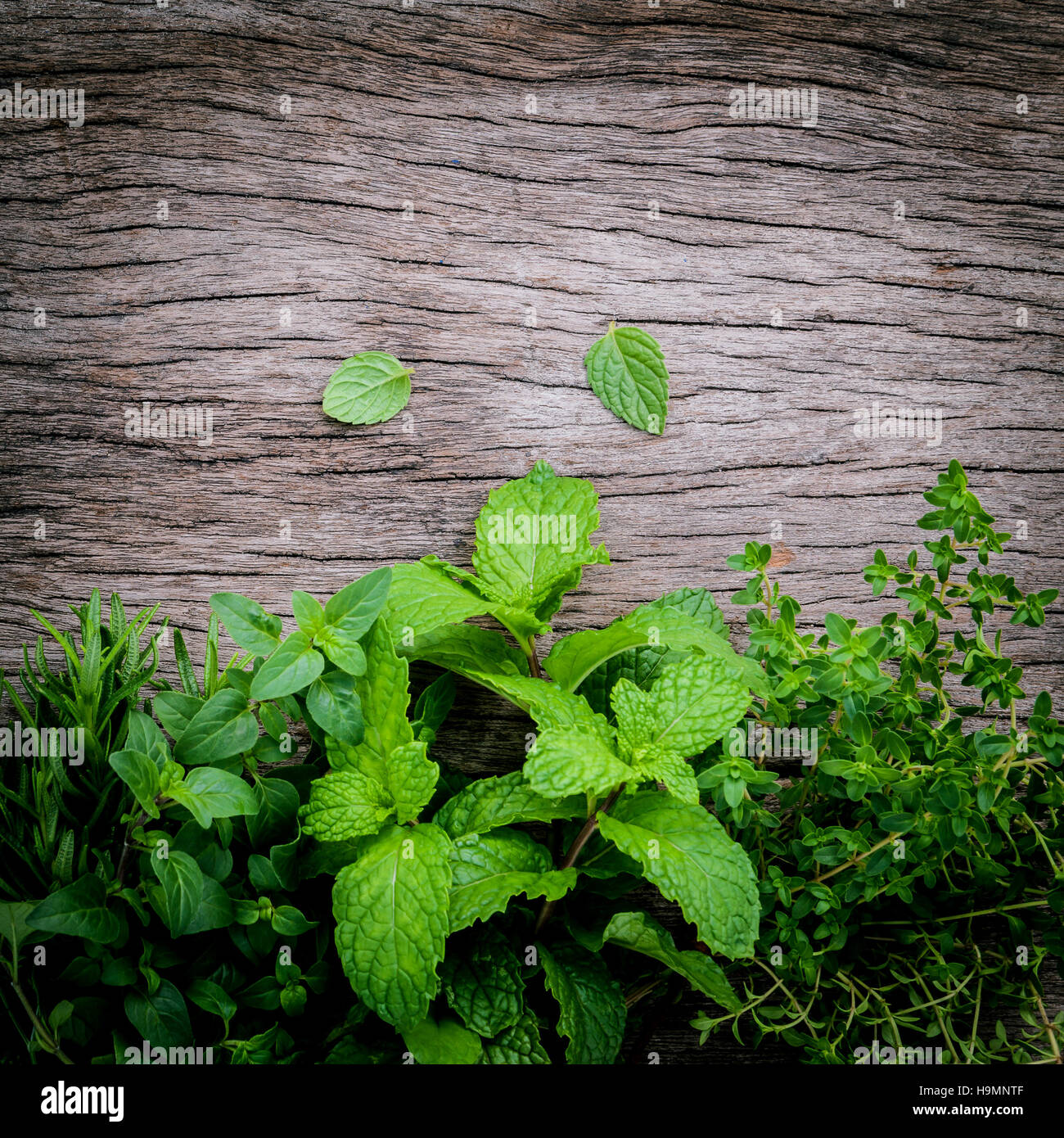 Varie erbe aromatiche e spezie da giardino verde menta ,fenne Foto Stock