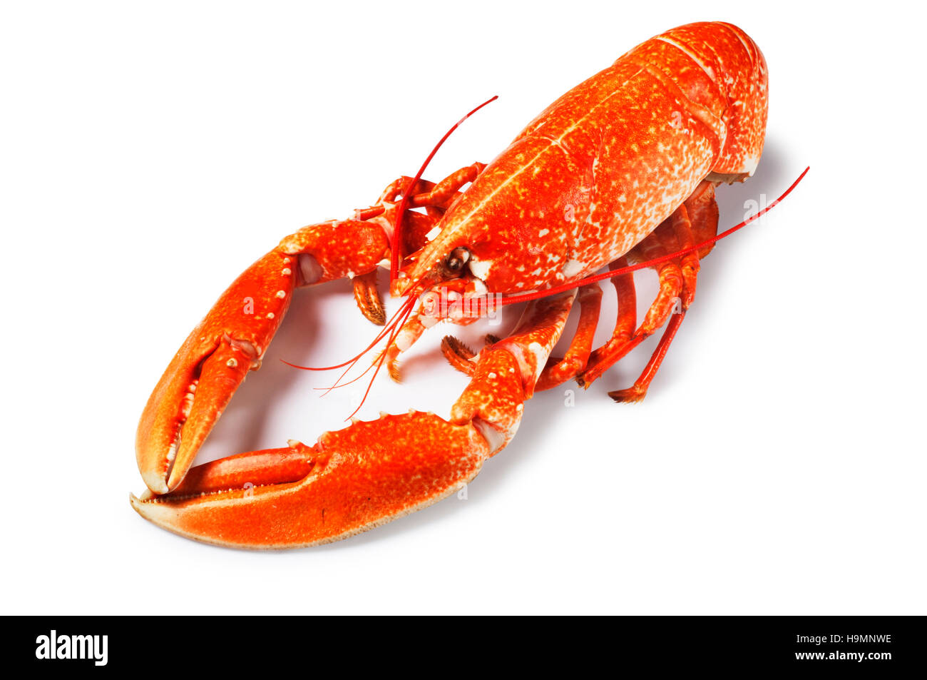 Aragosta - Giovanni Gollop Foto Stock