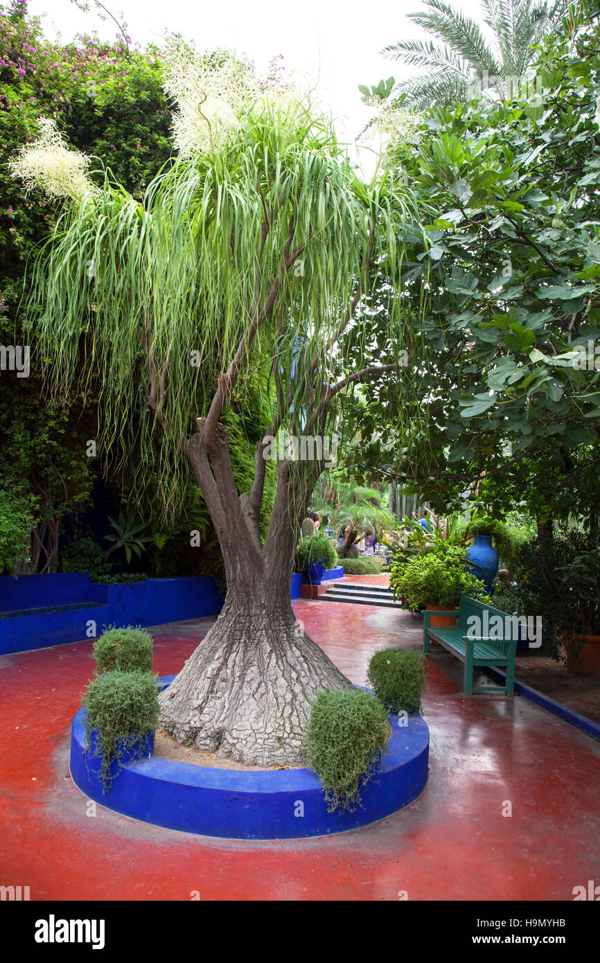 Jardin Majorelle Giardino a Marrakech.che è stato rinnovato dal designer francese Yves Saint Laurent Foto Stock