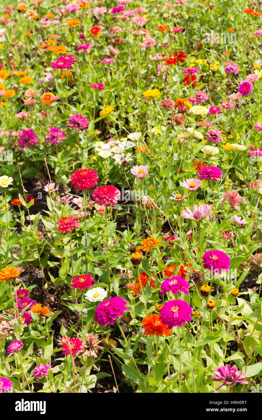Colorati fiori di Gerbera Foto Stock