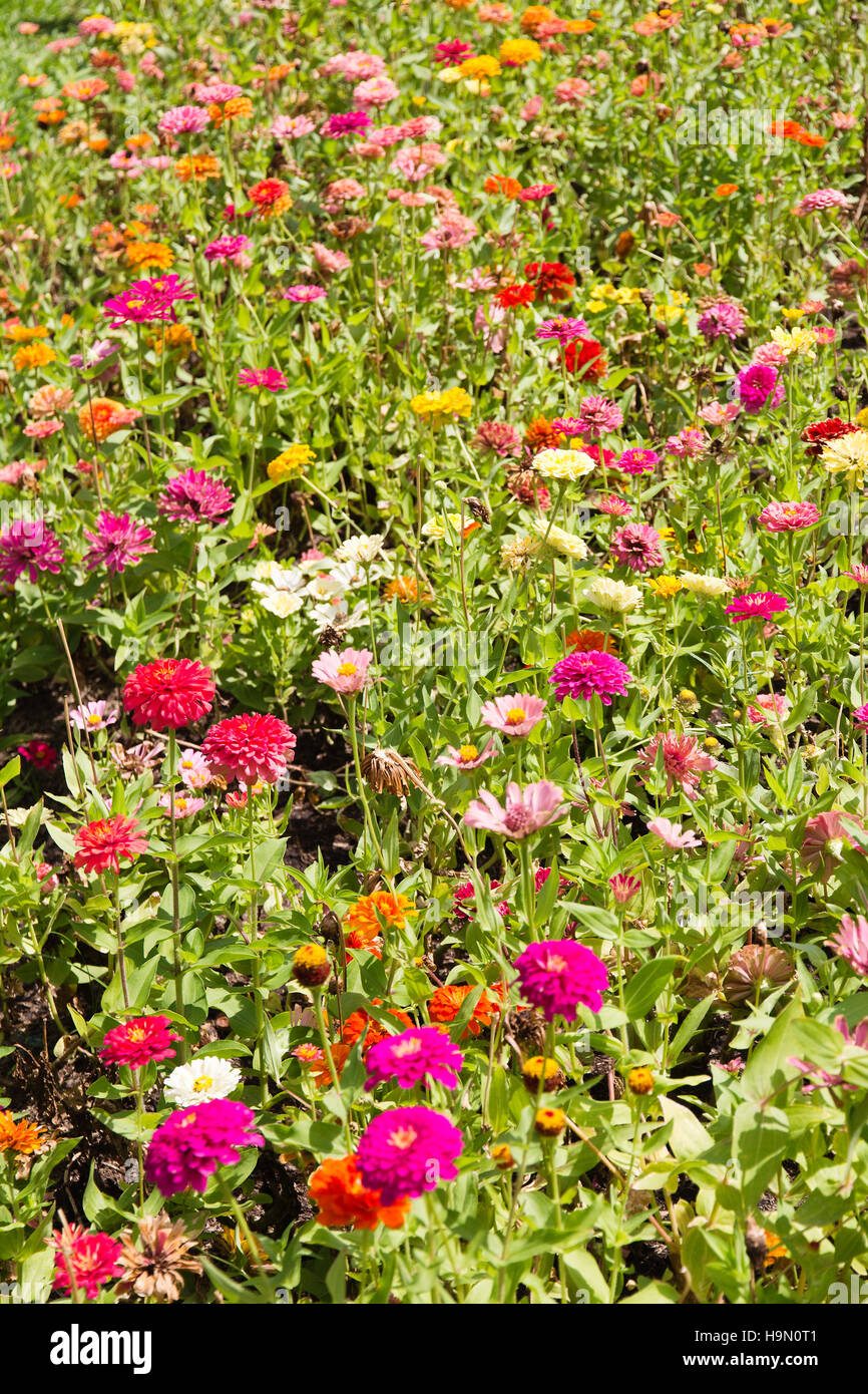 Colorati fiori di Gerbera Foto Stock