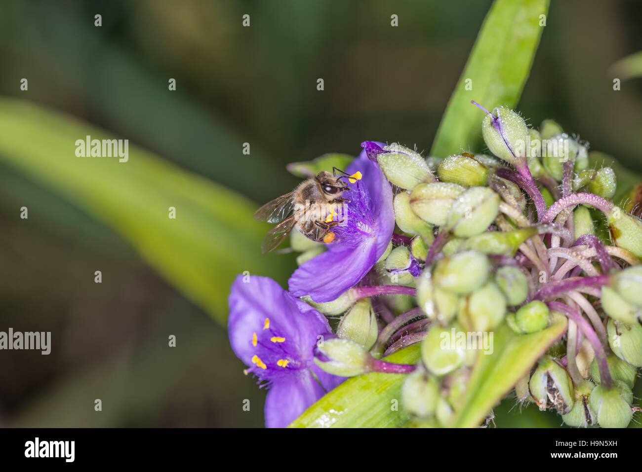 Ape su fiore тradescantia Foto Stock