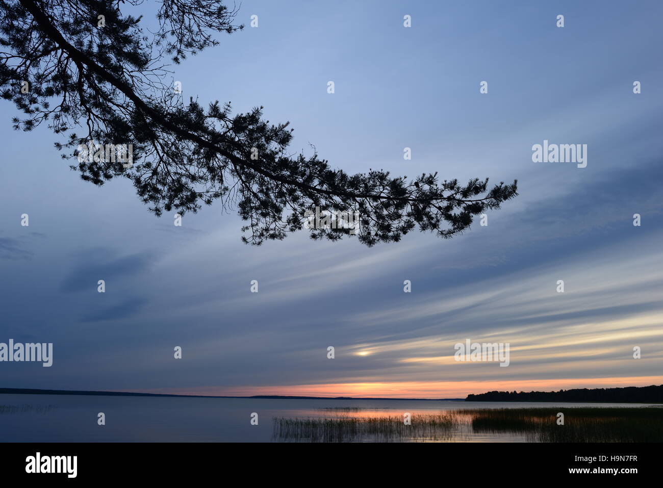 Tramonto nel blu cielo nuvoloso contro lo sfondo di rami di pino Foto Stock