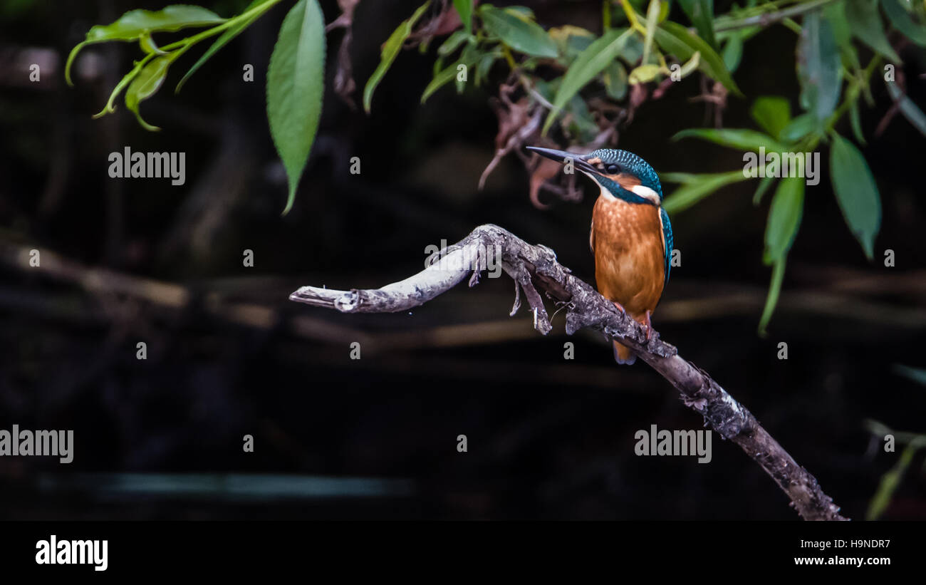 Il comune kingfisher (Alcedo atthis) appollaiate su un ramo vicino al di sopra del watersurface Foto Stock
