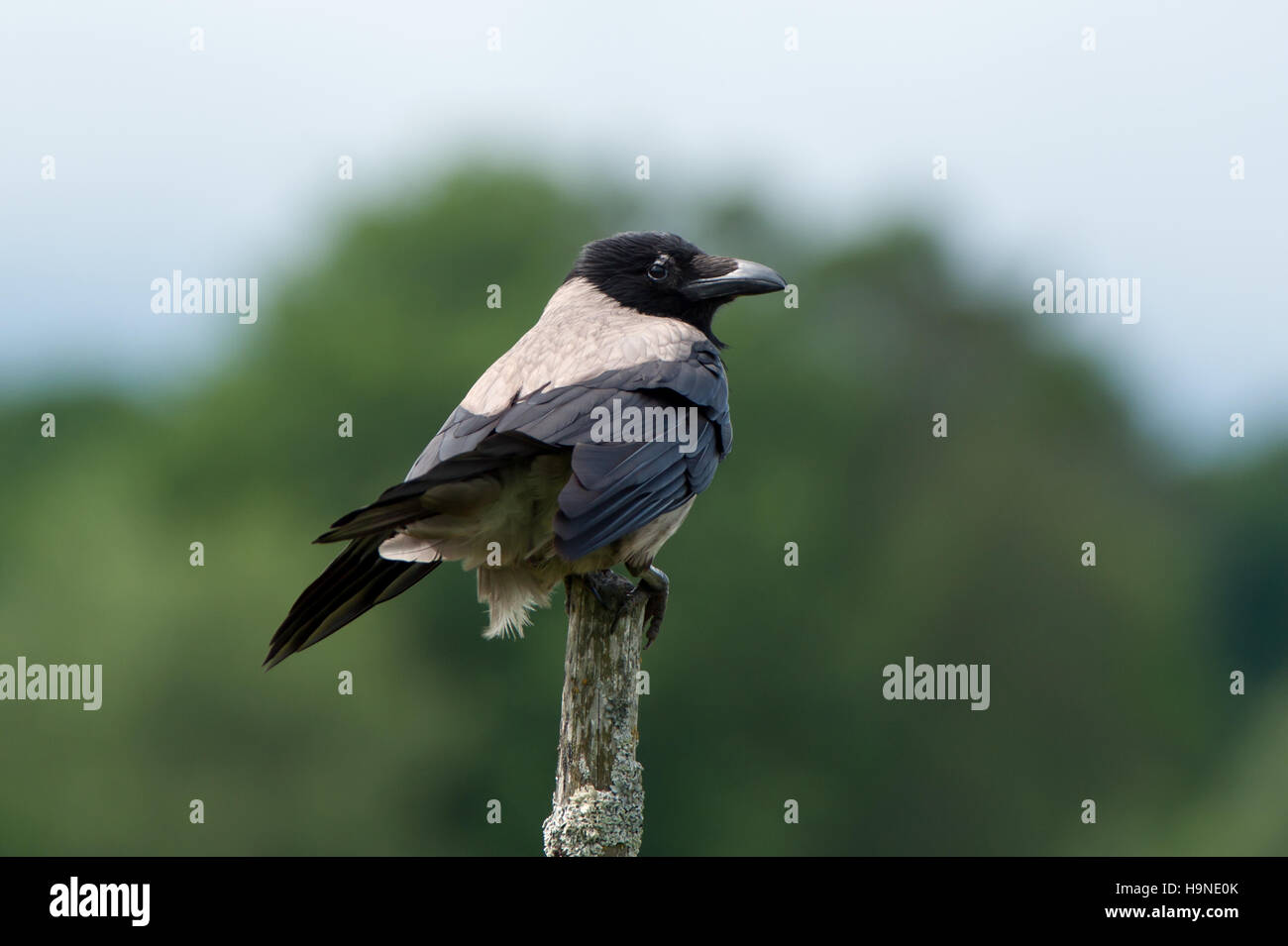 La cornacchia mantellata (Corvus cornix) o grigio Crow tra molti nomi è un ashy uccello grigio con testa nera, gola, ali, coda e coscia piume, nonché Foto Stock