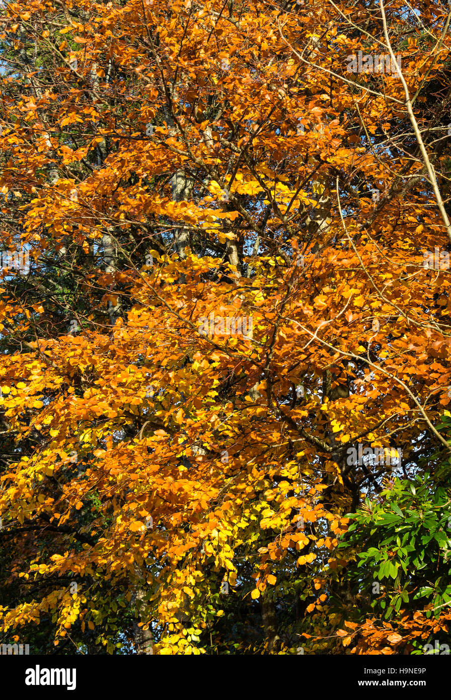 Autunno bello e mite le tinte di un comune Faggio in un giardino al vicino Rhu Helensburgh Scotland Regno Unito Regno Unito Foto Stock