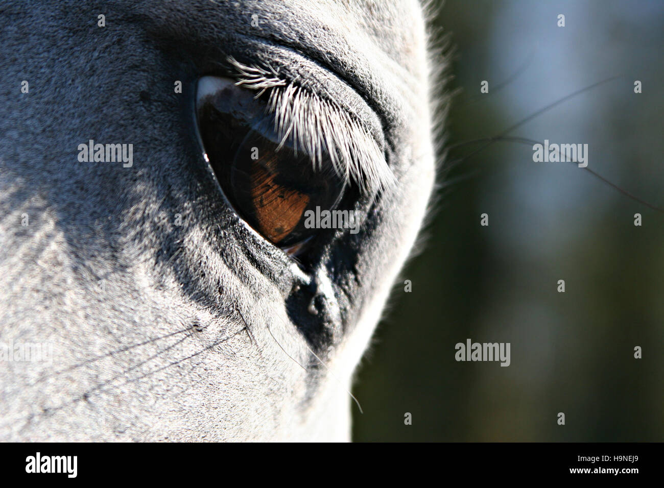 Occhio del cavallo Foto Stock