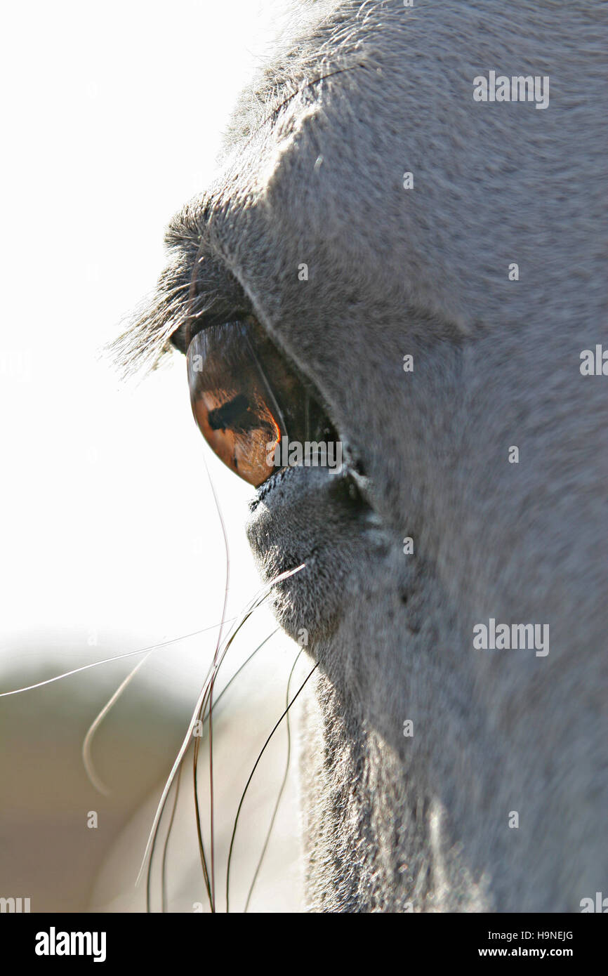 Un occhio di un cavallo Foto Stock