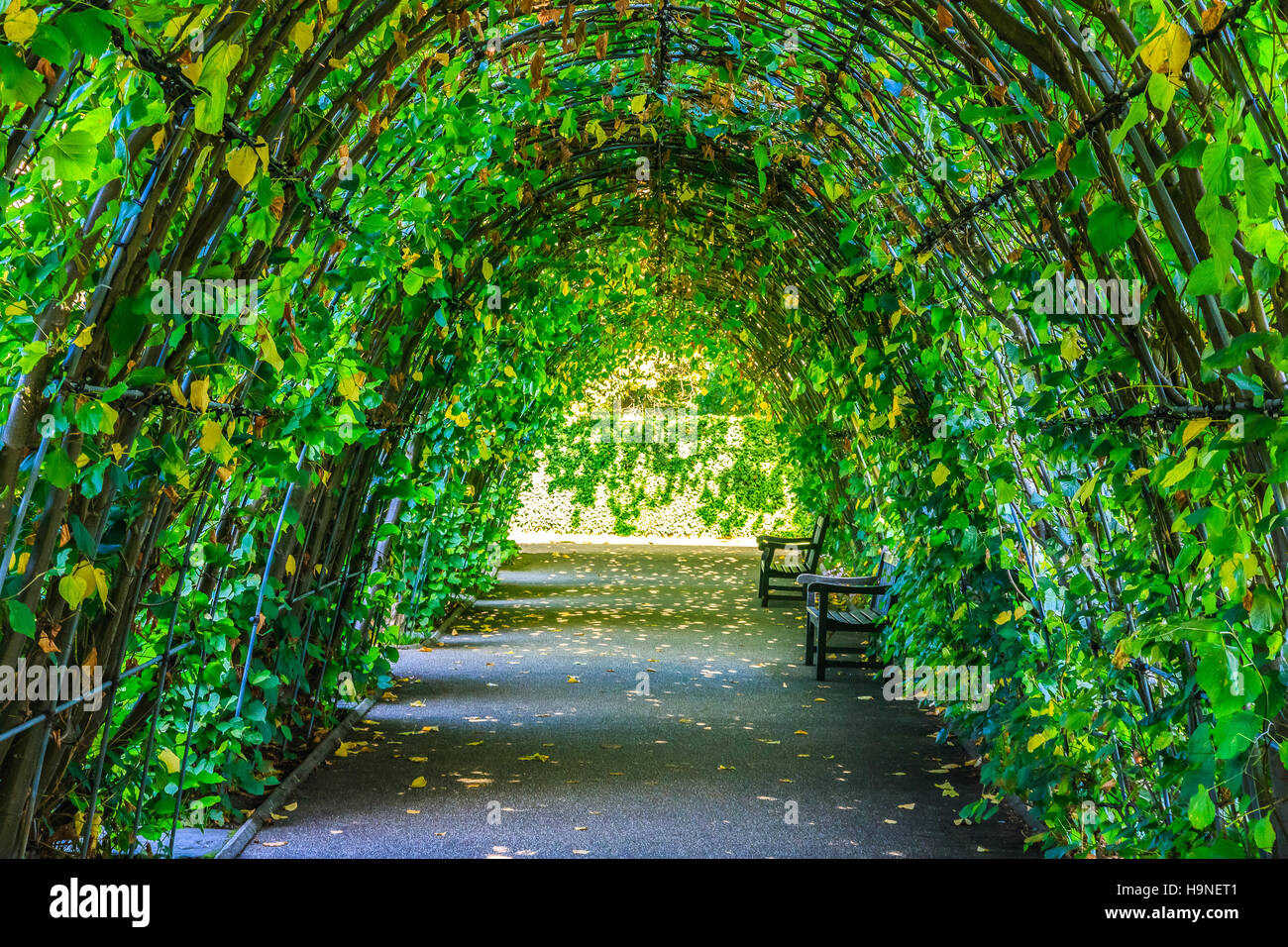 La passerella coperta da foglie verdi in Kensington Park, Londra Foto Stock