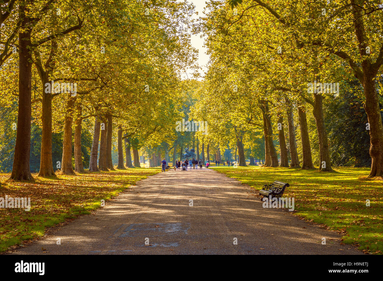 Strada alberata in Hyde Park Londra stagione autunnale Foto Stock