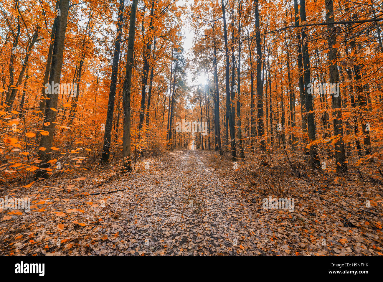 Il percorso nella pittoresca foresta di autunno Foto Stock