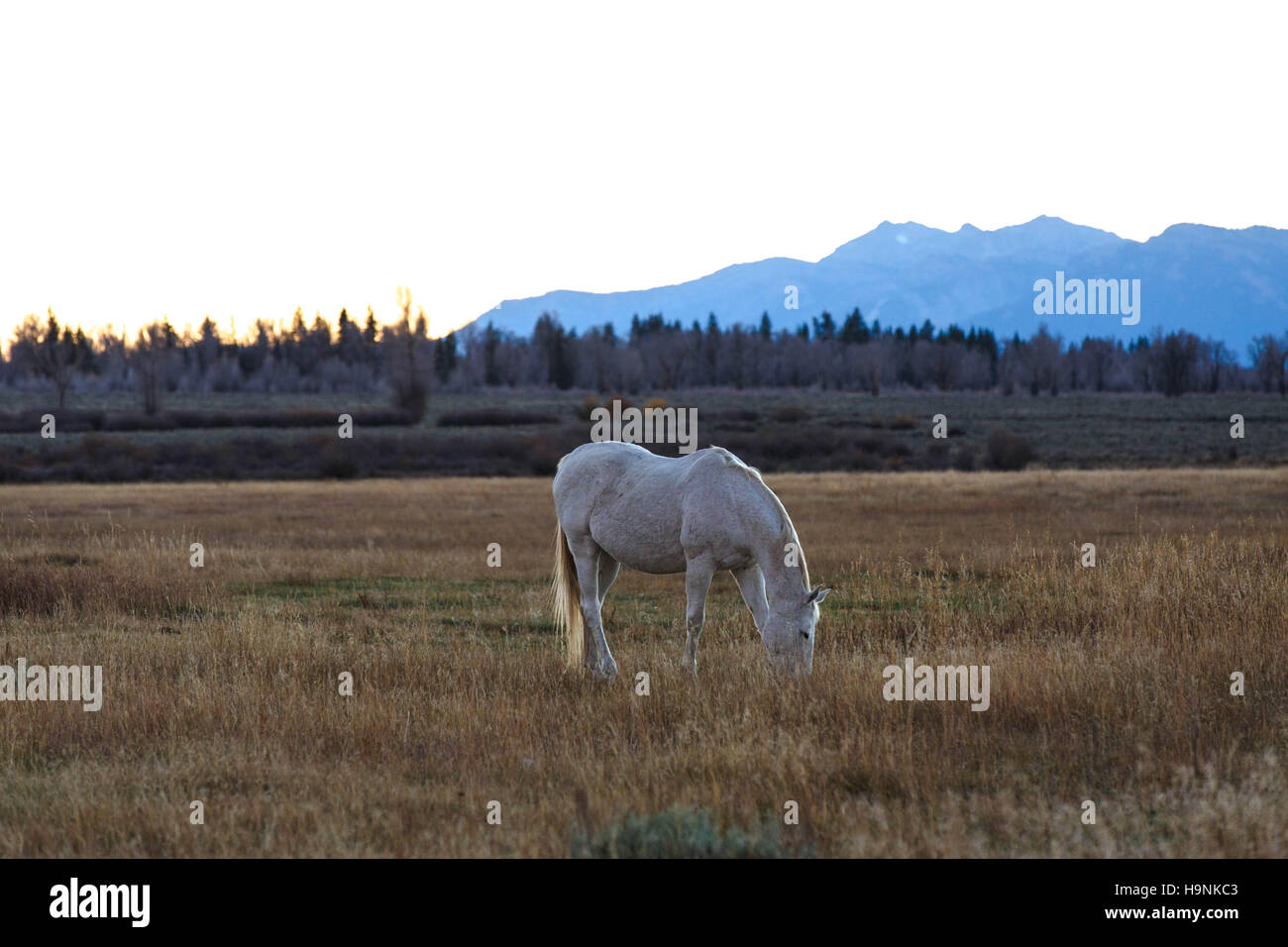 Cavalli sul Grand Tetons National Park depositate durante twilights Foto Stock