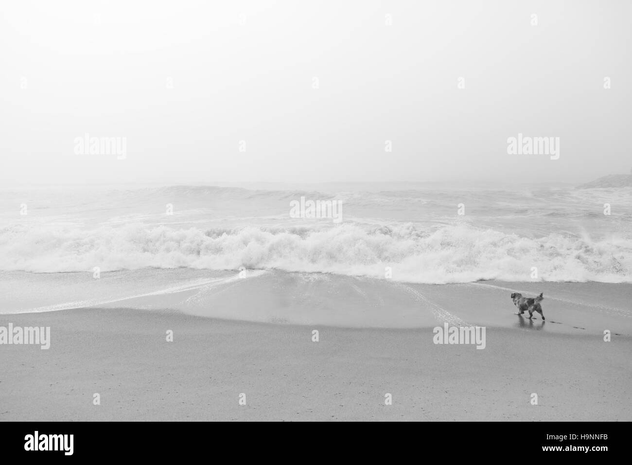 Cane sulla spiaggia a giocare e a piedi, gli animali e la natura Foto Stock