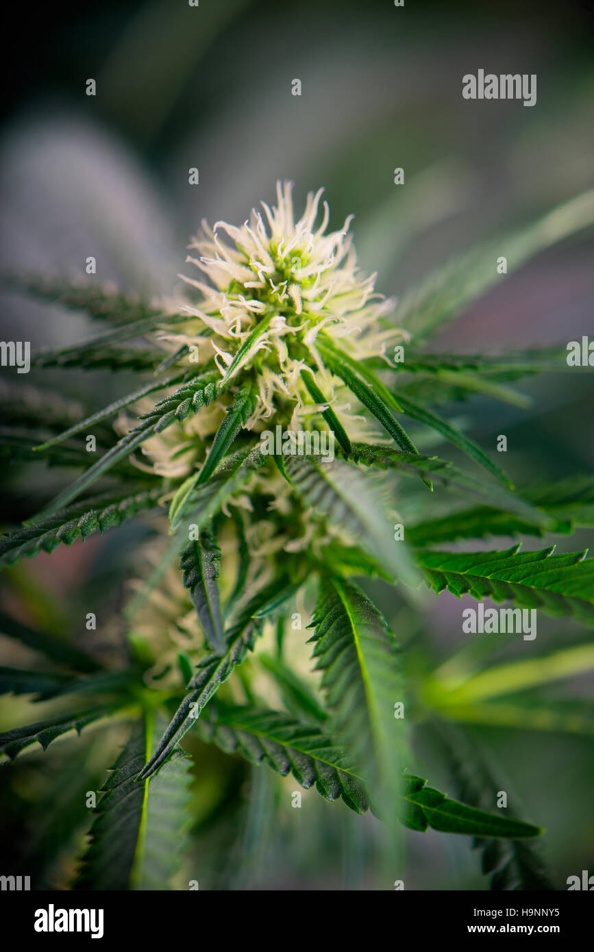 La Cannabis flower - fioritura di piante di marijuana con i primi fiori bianchi crescere all'interno Foto Stock