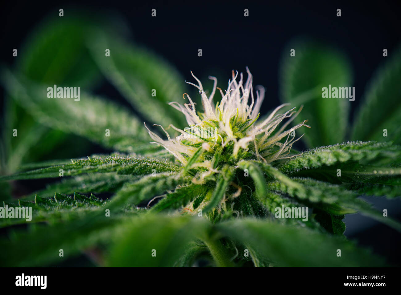 La Cannabis flower - fioritura di piante di marijuana con i primi fiori bianchi isolati su sfondo nero Foto Stock