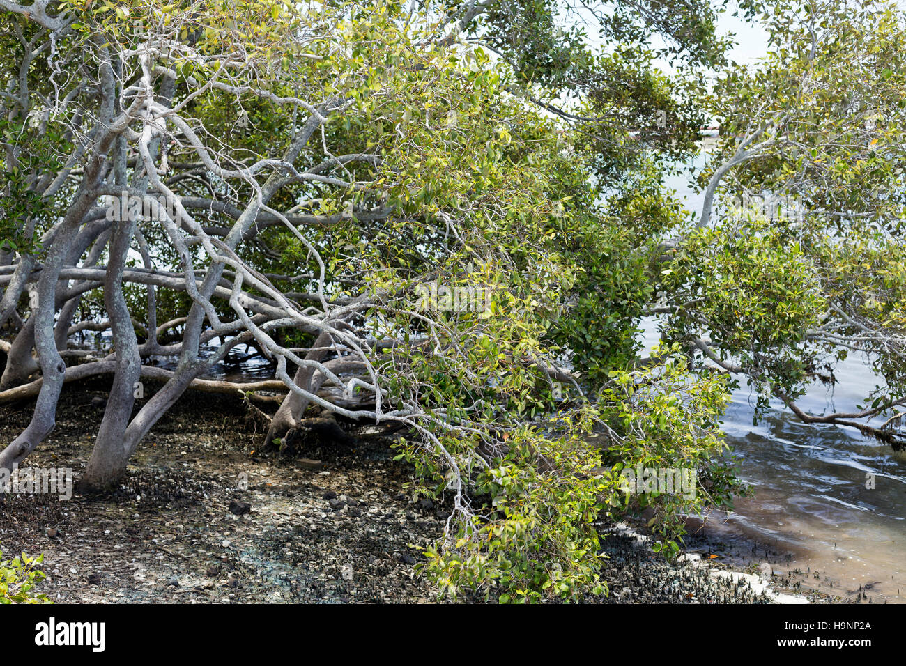 Mangrovie sono tolleranti di sale di arbusti o piccoli alberi, chiamato anche halophytes, che crescono nelle zone costiere di soluzione salina o acqua salmastra dell'Australia tropicale Foto Stock