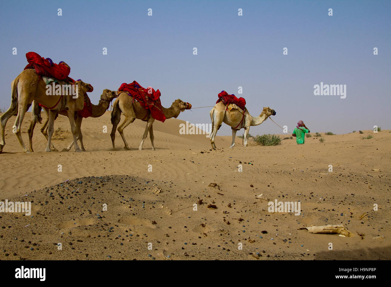 Un giovane pastore cammina con il suo gruppo di cammelli in Dubai EMIRATI ARABI UNITI Foto Stock