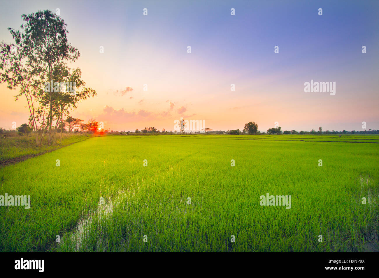 Campo di riso nel nord della Thailandia, soft focus, tono di sera. Foto Stock