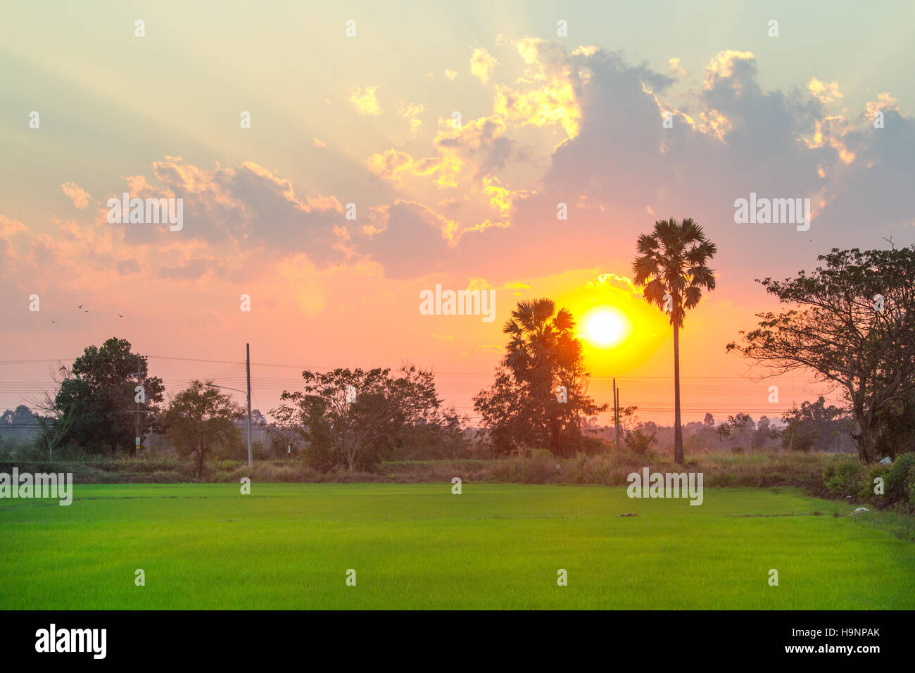 Campo di riso nel nord della Thailandia, soft focus, tono di sera. Foto Stock