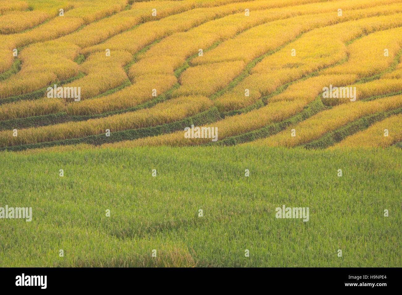 Campo di riso nel nord della Thailandia, soft focus, tono di sera. Foto Stock