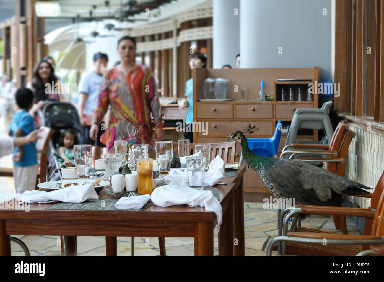 Peacock si insediarono al tavolo da pranzo. Foto Stock