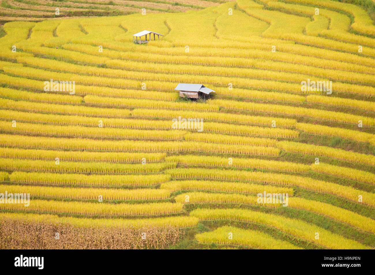 Campo di riso nel nord della Thailandia, soft focus, tono di sera. Foto Stock