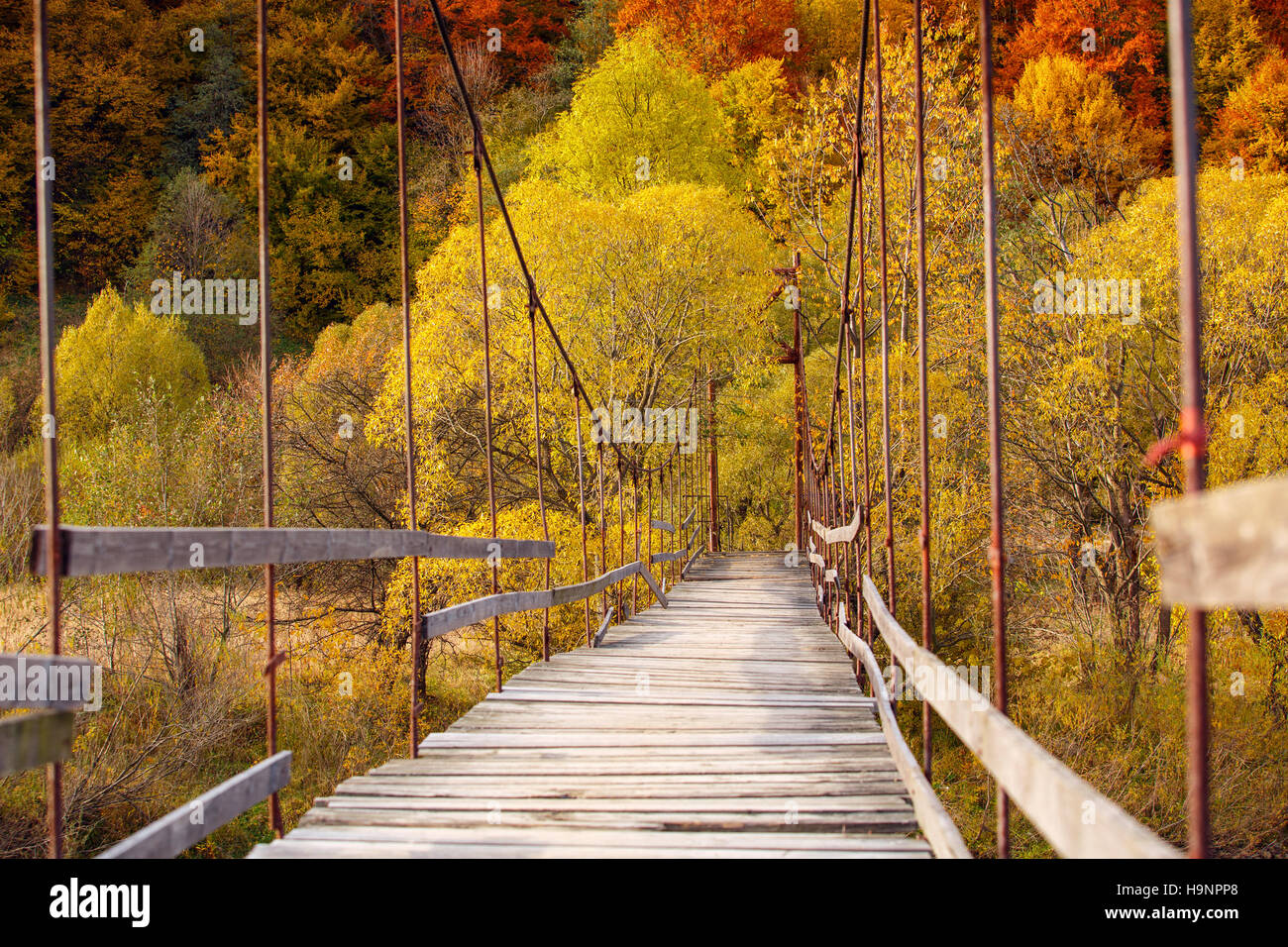 Ponte di sospensione nella foresta Foto Stock