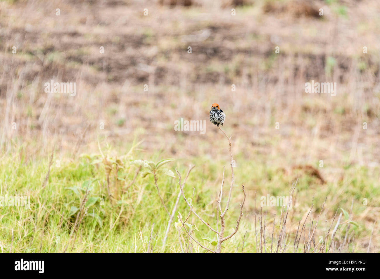 Una minore Striped Swallow appollaiato su un gambo sottile Foto Stock