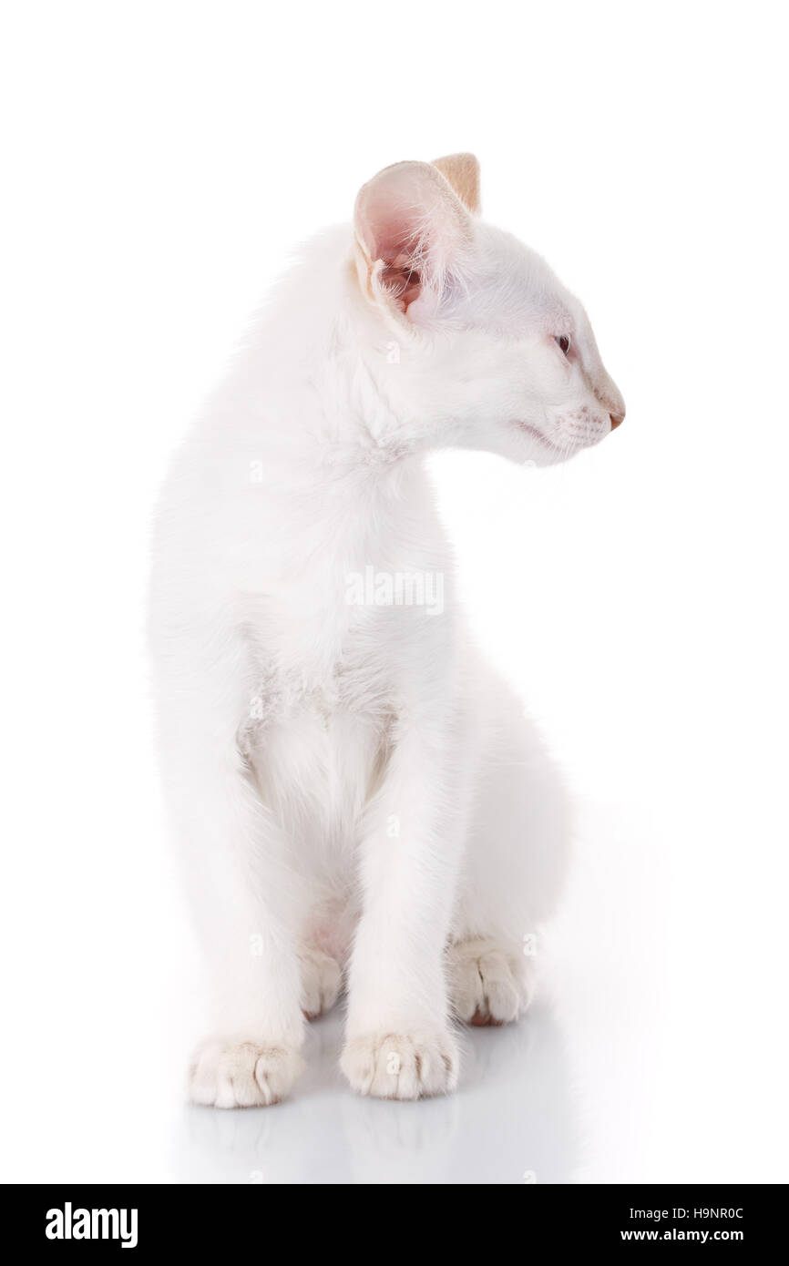 Gatto siamese gatto ubicazione su sfondo bianco, girare la testa a parte Foto Stock