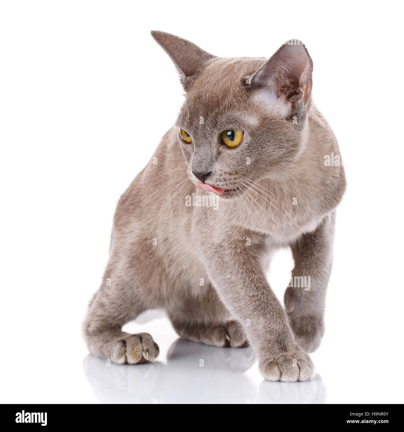 Gatto birmano con occhi di colore giallo su sfondo bianco Foto Stock