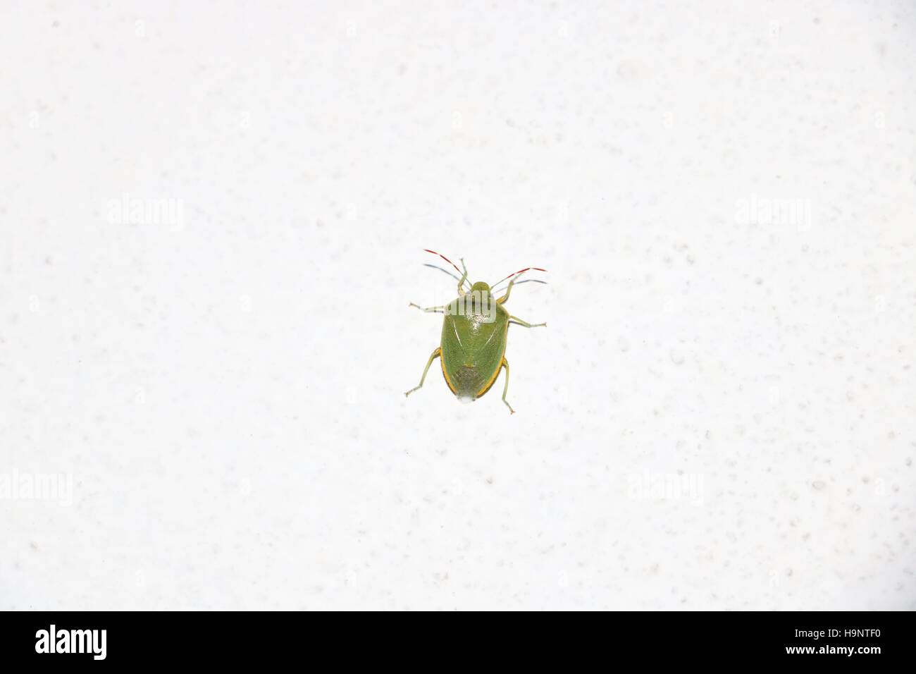 Green soldier bug è un fetente bug appartenenti alla famiglia Pentatomidae disponibili in alta risoluzione e di diverse dimensioni per adattarsi alle esigenze del vostro progetto Foto Stock