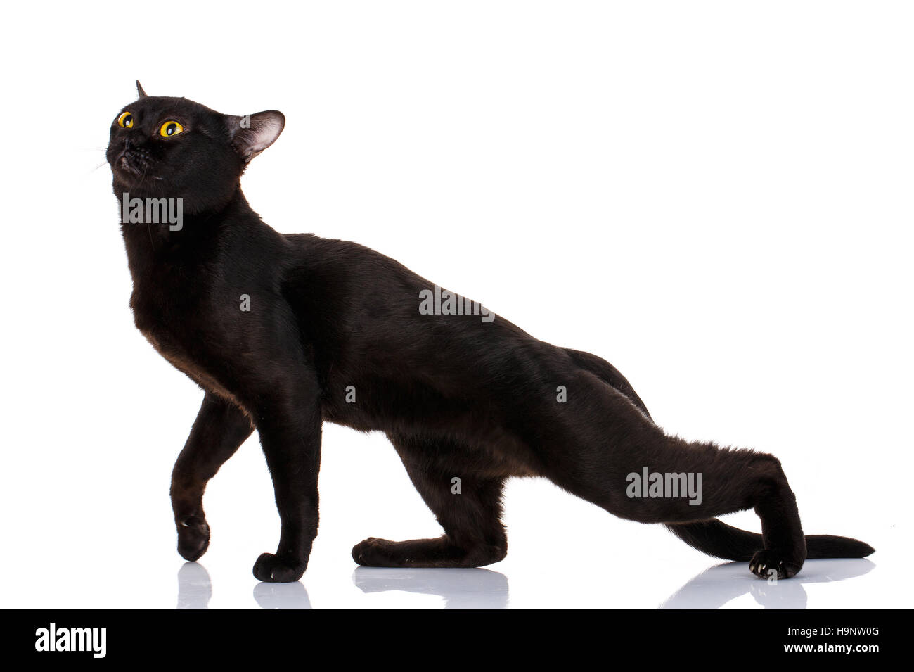 Bombay gatto nero piegate un puma Foto Stock