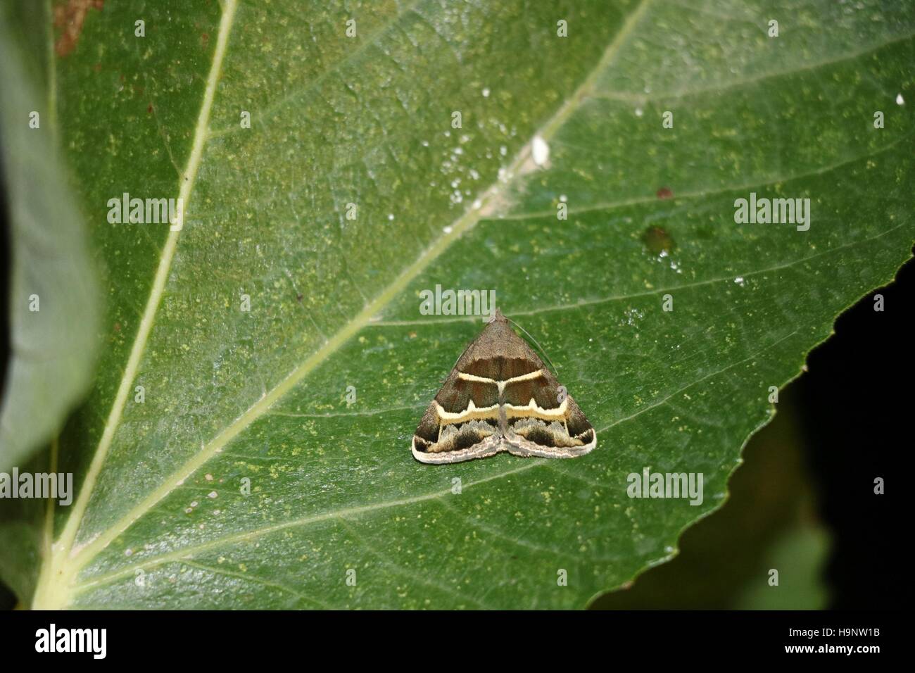Notte farfalla sulla foglia verde disponibili in alta risoluzione e di diverse dimensioni per adattarsi alle esigenze del vostro progetto 780 Foto Stock