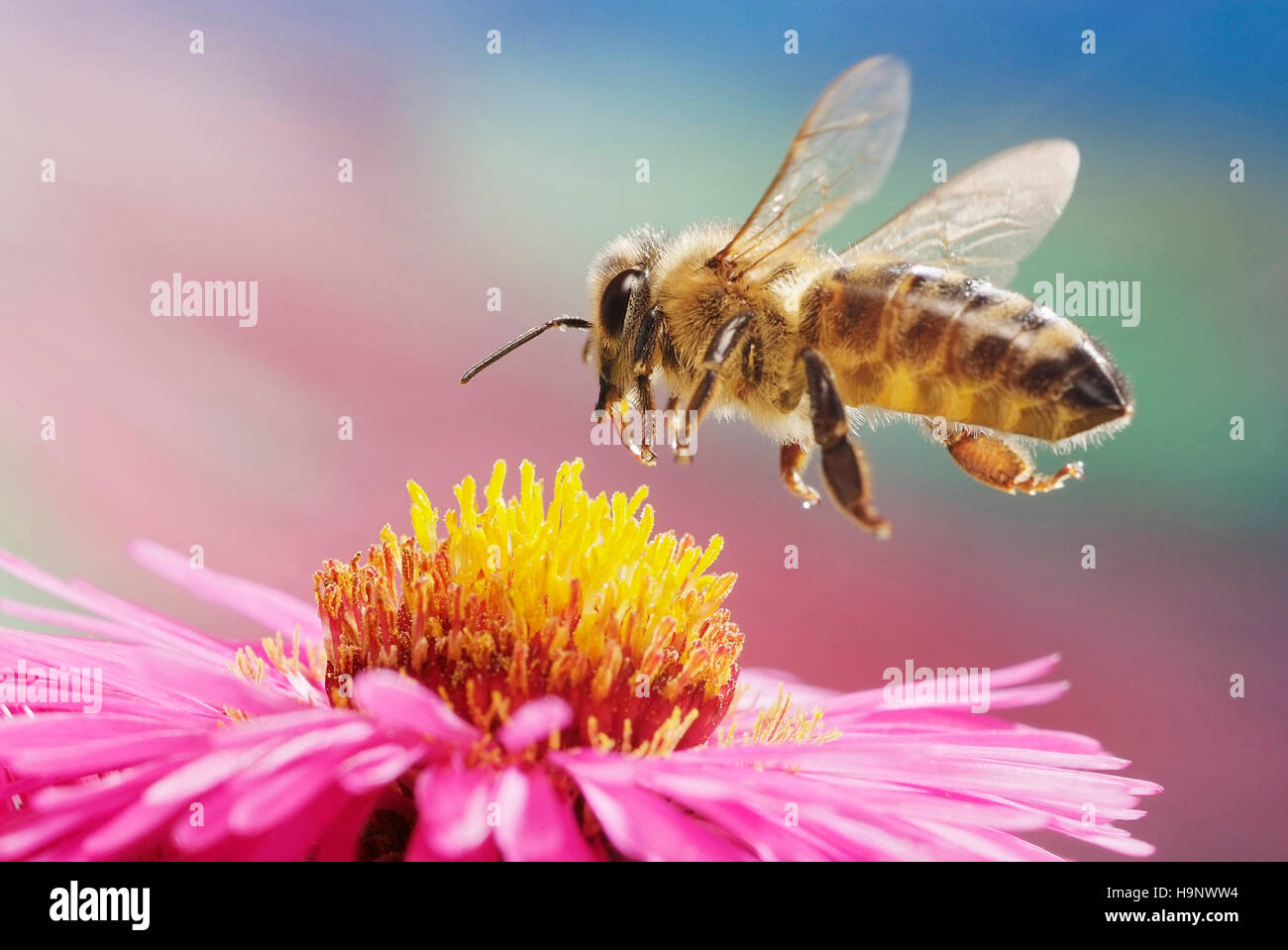 Western o European miele delle api (Apis mellifera), Aster (Aster sp.), Sassonia-Anhalt, Germania Foto Stock