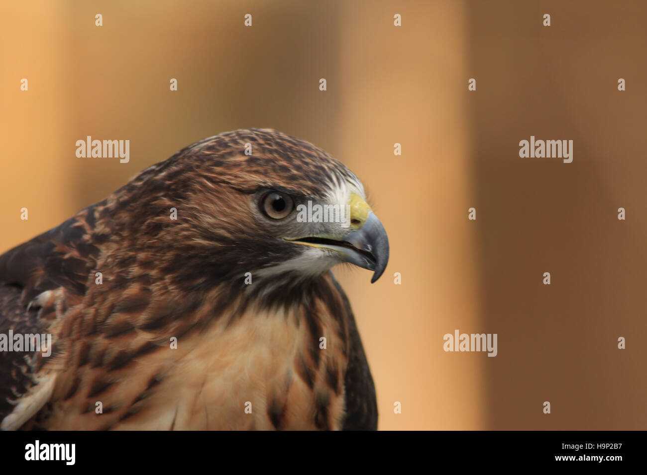 Close-up colpo di testa di un Rosso Tailed Hawk con occhi taglienti Foto Stock
