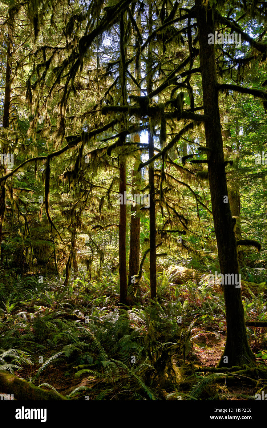 Enorme Douglas-abeti in Cattedrale Grove, MacMillan Parco Provinciale, di Nanaimo, Isola di Vancouver, British Columbia, Canada Foto Stock