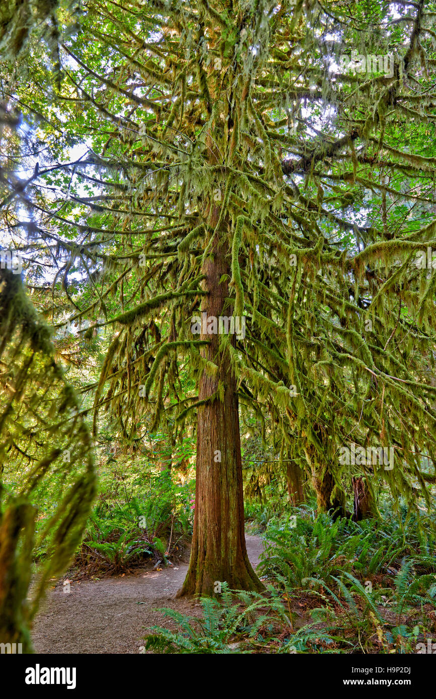 Enorme Douglas-abeti in Cattedrale Grove, MacMillan Parco Provinciale, di Nanaimo, Isola di Vancouver, British Columbia, Canada Foto Stock