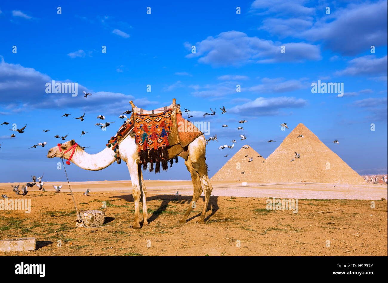 Piramidi di Giza, il Cairo, Egitto Foto Stock