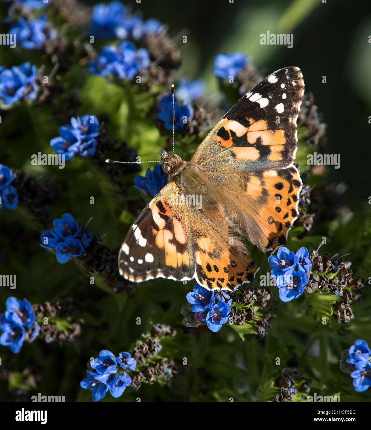 Farfalla arancione sui fiori blu Foto Stock
