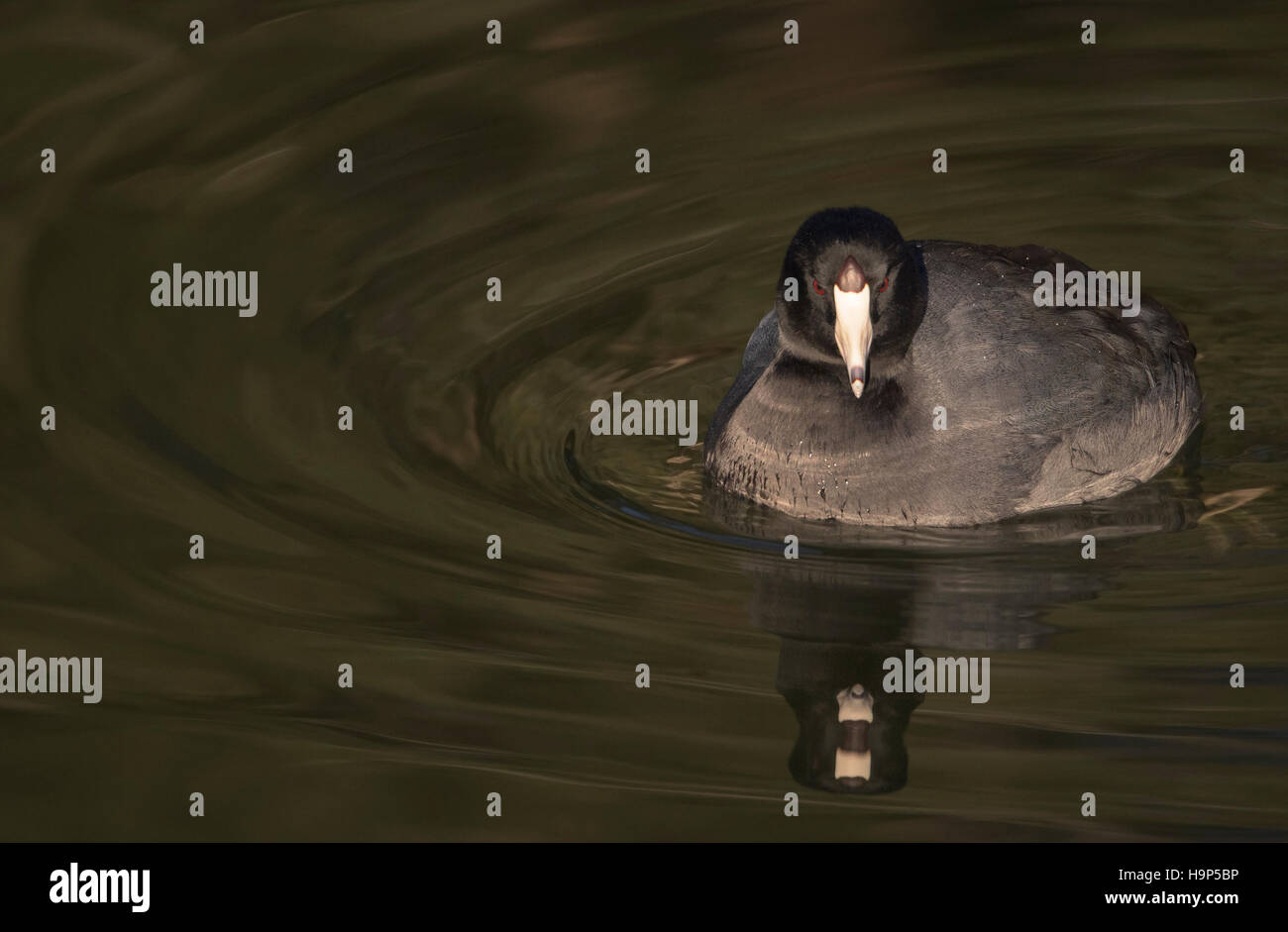 American Coot con la riflessione Foto Stock