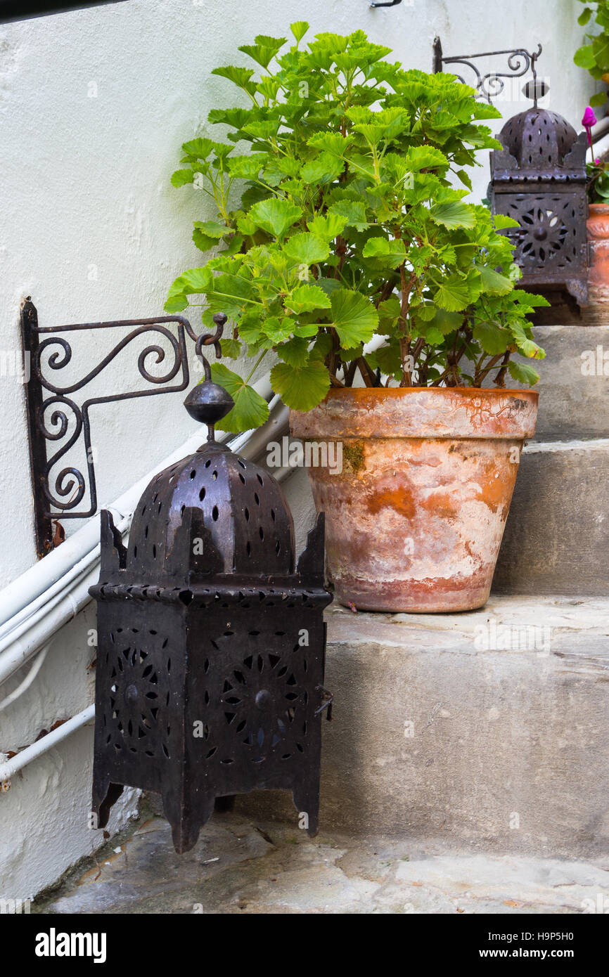 Arabo lampada da giardino e impianto su una scala a pioli Foto Stock
