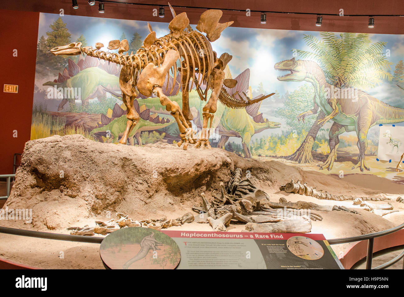Artefatti a Utah Field House di storia naturale del Parco Statale Museum, primaverile, Utah, Stati Uniti d'America. Foto Stock